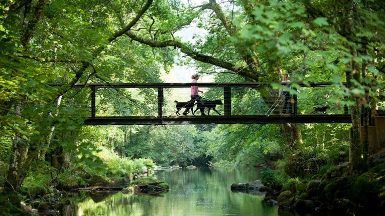 A visitor walks dogs on a footbridge over a still river in the distance